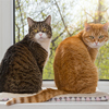 Two cats sit on the window and look around together